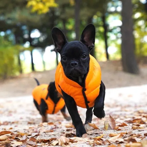 lightweight padding vest for frenchies - orange - few left!